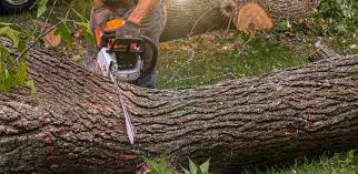 Best Tree Risk Assessment  in Peoria Heights, IL