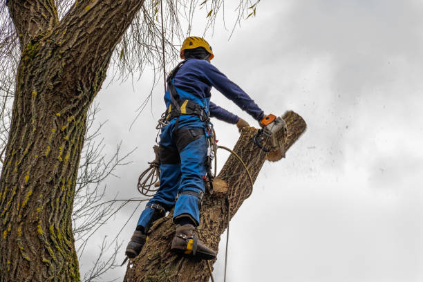 Best Hedge Trimming  in Peoria Heights, IL