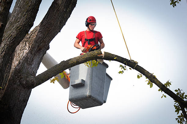 How Our Tree Care Process Works  in  Peoria Heights, IL