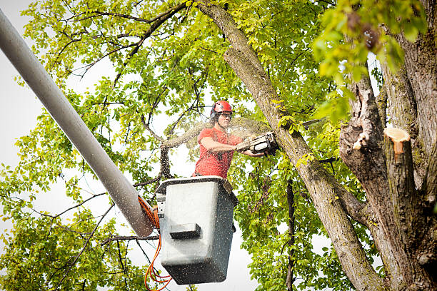 Best Arborist Consultation Services  in Peoria Heights, IL